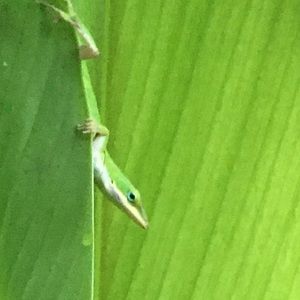 Meet your Posher, Alden